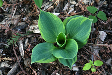 Green and yellow hosta plant in the garden.