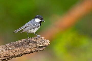 sosnówka (Periparus ater) © Grzegorz