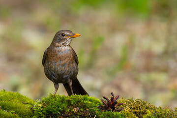Kos (Turdus merula) © Grzegorz