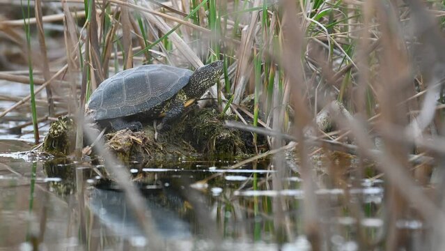 European bog turtle Emys orbicularis.