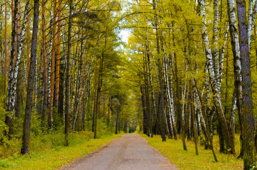 dark autumn forest on a sunny day