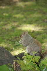 Ardilla en busca de comida en un parque de ciudad