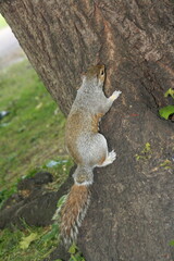 Ardilla subiendo a un árbol en un parque