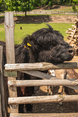 A highland Scottish cow on a farm. A black shaggy Scottish bull.