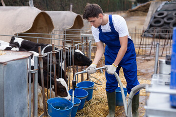 Cow farm worker pouring water into buckets for cows in a stall