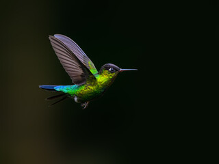 Fiery-throated Hummingbird in flight on green background