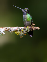 Talamanca Hummingbird sitting on mossy stick on green background
