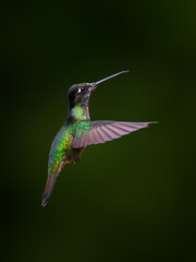 Fototapeta na wymiar Talamanca Hummingbird in flight on green background