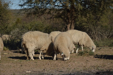 Naklejka na ściany i meble flock of sheep prowling in the field