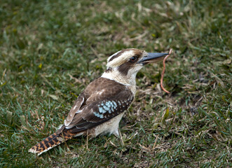 Laughing kookaburra eating worm