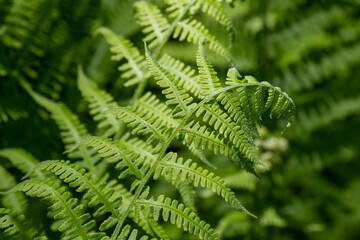 Fototapeta na wymiar A close up of a fern frond with others blurred in the background. There are many shades of green with deep shadows surrounding.