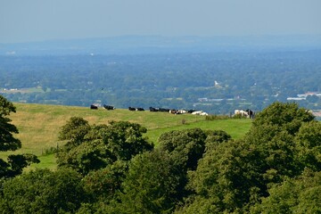 Herd of cows resting on the hill pastures in summer, Disley, Stockport, England, UK