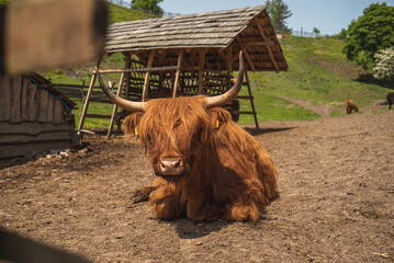 A red Scottish bull is lying on the grass at the farm.