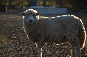 flock of sheep prowling in the field