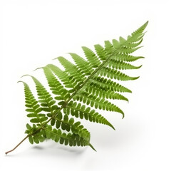 Fern leaf, Ornamental foliage, Fern isolated on white background. AI generated content