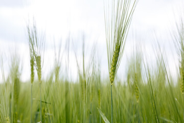 close up view of ear of wheat in a big field