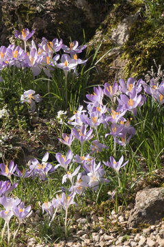 early crocus