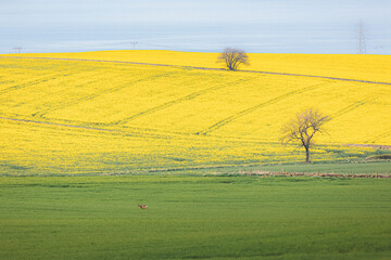 Spring field of bright yellow rapeseed crop in the farmland countryside near Kinghorn, Fife along...