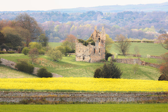 Medieval stone ruin of Pitteadie Castle behind a Spring field of bright yellow rapeseed crop in the farmland countryside near Kinghorn, Scotland, UK.
