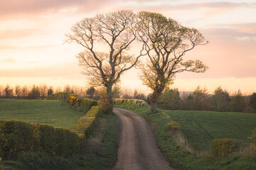 A country lane passes through rural countryside farmland and hedges, beneath two oak trees at sunset or sunrise near Kinghorn, Fife, Scotland, UK.
