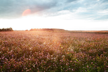 Summer landscape with a field of blooming pink clove.