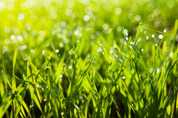 Juicy green grass in a meadow with drops of water.