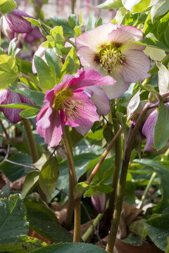 Hellebore