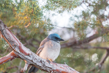 Mexican jay