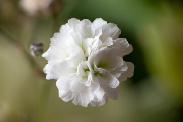 Macro shot of a gypsophila flower in bloom