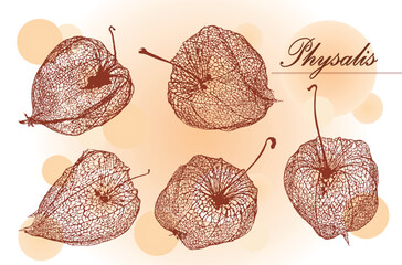 Vector hand drawn set illustration. Collection of physalis, plant ,dried flowers of physalis Tomatillo. Superfood. drawn elements of a doodle in sketch style. Inscription.