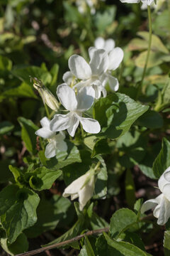 Violette striee, pale violet