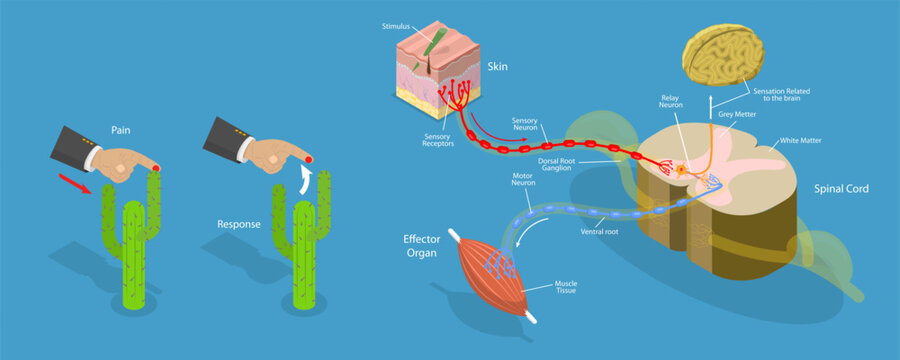 3D Isometric Flat Vector Conceptual Illustration of Reflex ARC, Labeled Educational Schema