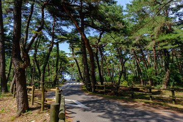 福井県敦賀市　気比の松原