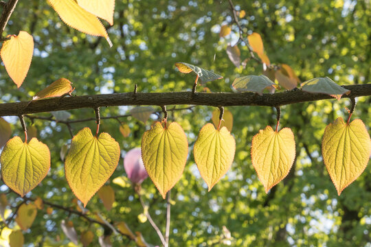 Tetracentron sinensis