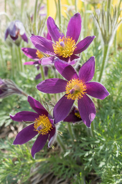 Anemone pulsatille, pasqueflower