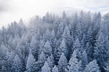 Snowy Pine Forest 