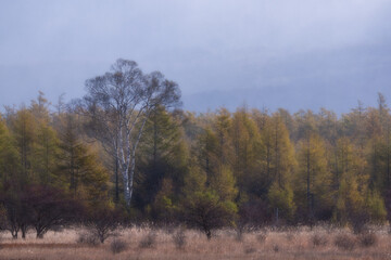 autumn in the forest