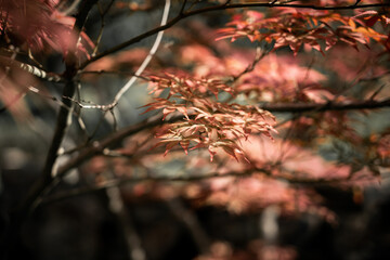Beautiful autumn landscape with yellow trees and sun. Colorful foliage in the park. Falling leaves natural background