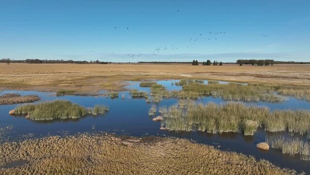 Lagoon in the pampean plain