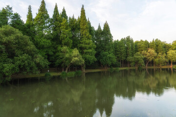 Fototapeta na wymiar Green trees reflected in water in park