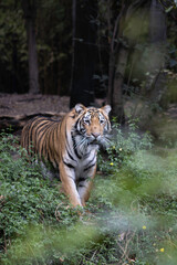 Fototapeta na wymiar Bengal Tiger: Majestic Predator of the Jungle/Chapultepec Zoo/CDMX/México