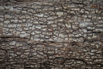 texture of a tree