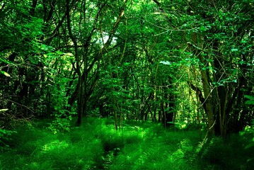 Fototapeta na wymiar Horsetail forest