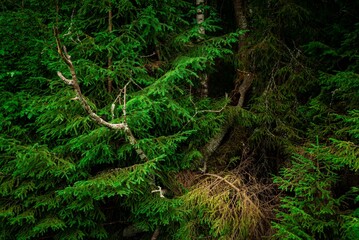 Forest thicket