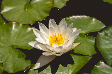 Floating beauty: a big white lotus flower blooming surrounded with graceful leaves in a calm and serene pond with plenty of copy space