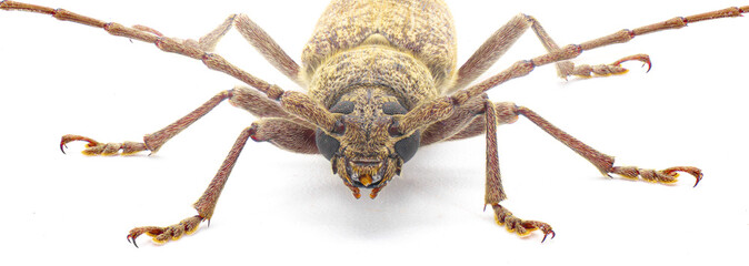 Robust Oak Borer beetle - Enaphalodes atomarius - a large destructive pest of Longhorned beetle that destroy wood during their larval stage.  Isolated on white background front face close macro view
