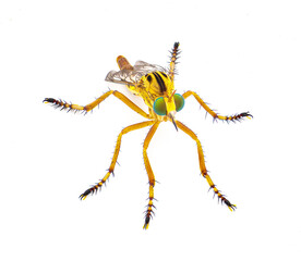 hanging thief robber fly or robberfly - Diogmites esuriens - isolated on white background yellow tan beige body with big green eyes, known for hanging from plant while eating prey. Top front view