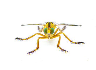 hanging thief robber fly or robberfly - Diogmites esuriens - isolated on white background yellow tan beige body with big green eyes, known for hanging from plant while eating prey. Front face view
