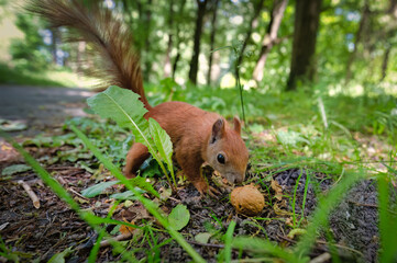 squirrel in the forest