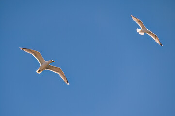 seagulls in flight